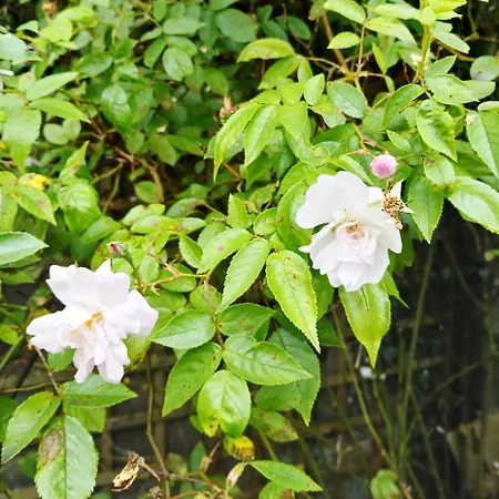ゲストハウス Peaceful Place